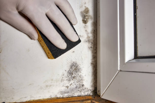 Mold Remediation for Vacation Homes